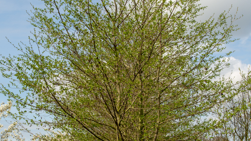 Alnus x spaethii mehrstämmige Schirmform