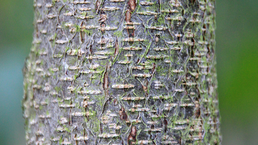 Alnus x spaethii 'Spaeth' bark