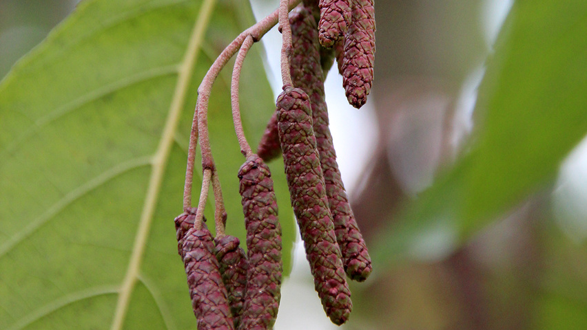 Alnus x spaethii 'Spaeth' flowers