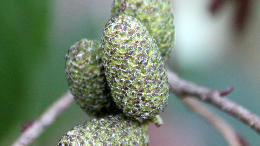 Alnus x spaethii 'Spaeth' fruits