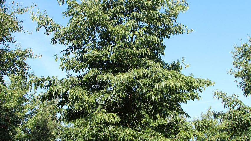 Alnus x spaethii 'Spaeth' standard tree