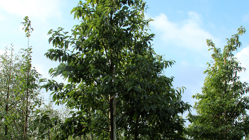Alnus x spaethii 'Spaeth' standard tree