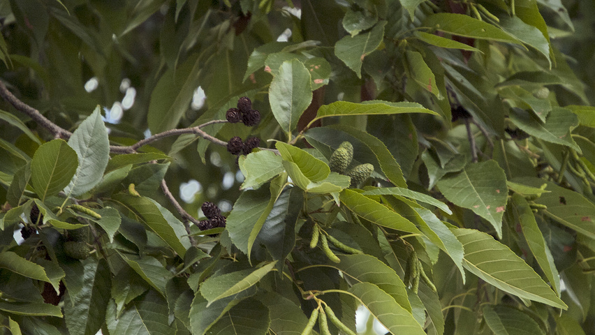 Alnus x spaethii 'Spaeth' leaves