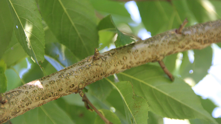 Alnus x spaethii Zweige