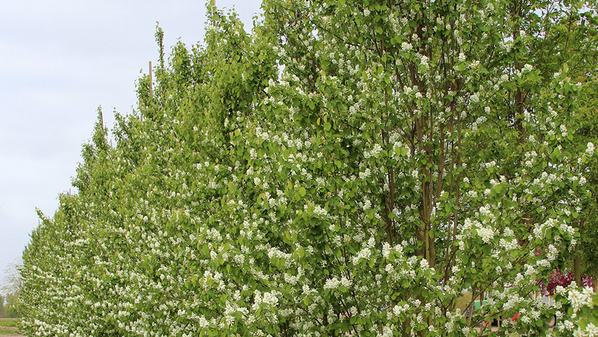 Amelanchier alnifolia 'Obelisk' Деревья с центральным стволом и ветвями от земли