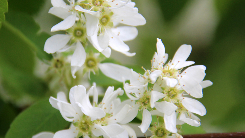 Amelanchier alnifolia 'Obelisk' цветки