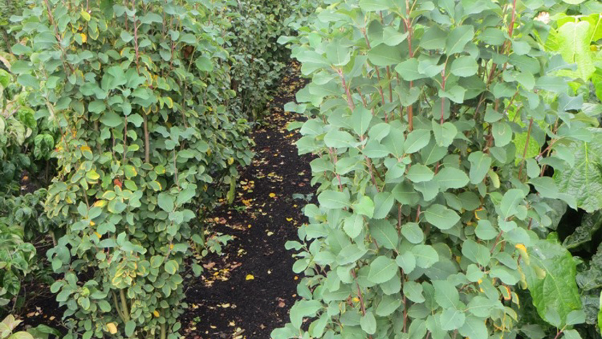 Amelanchier alnifolia 'Obelisk' Кустарники-солитеры