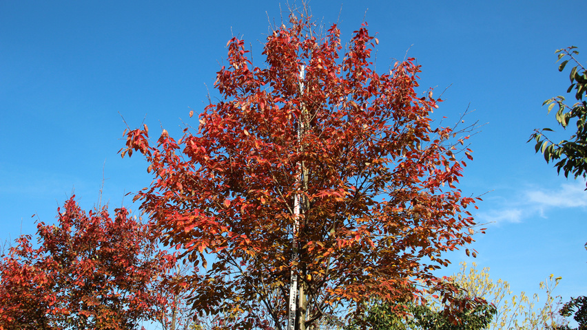 Amelanchier arborea 'Robin Hill' feuilles automnale