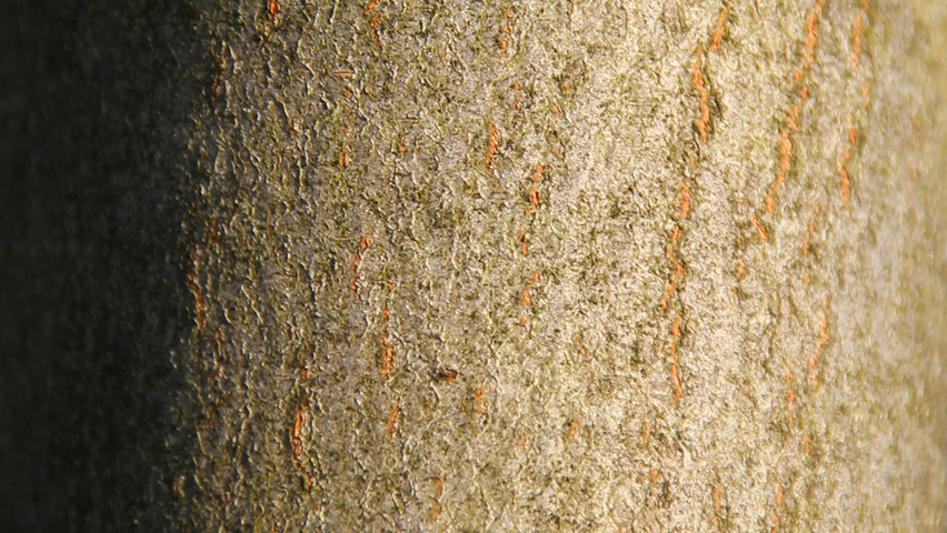 Amelanchier arborea 'Robin Hill' tronc