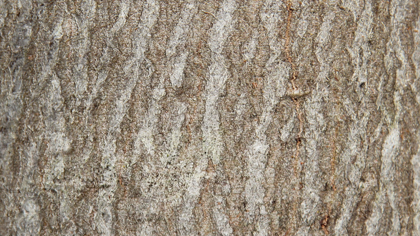 Amelanchier arborea 'Robin Hill' tronc