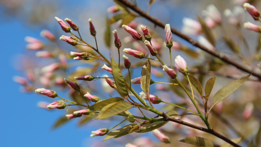Amelanchier arborea 'Robin Hill' fleurs