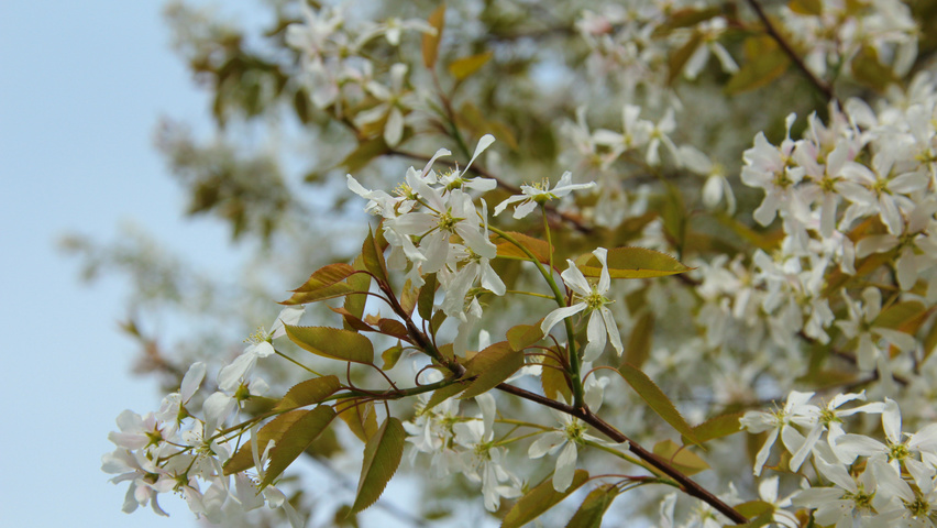 Amelanchier arborea 'Robin Hill' fleurs