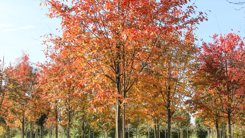 Amelanchier arborea 'Robin Hill' haute tige