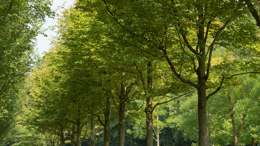 Amelanchier arborea 'Robin Hill' haute tige