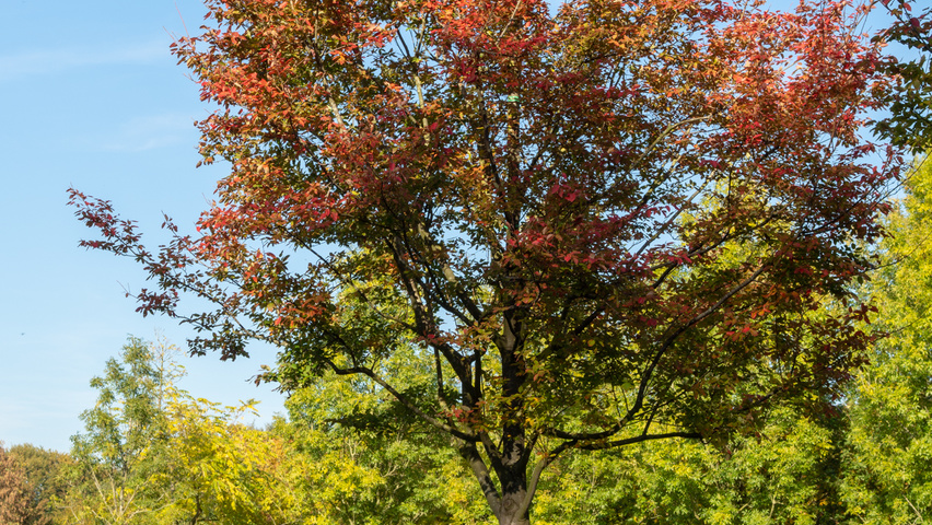Amelanchier arborea 'Robin Hill' haute tige