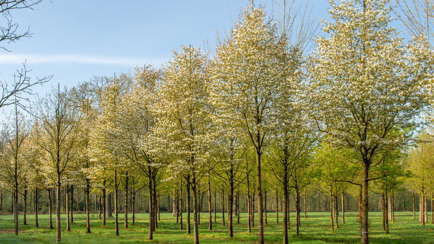 Amelanchier arborea 'Robin Hill' haute tige