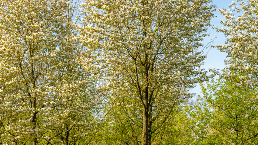 Amelanchier arborea 'Robin Hill' haute tige