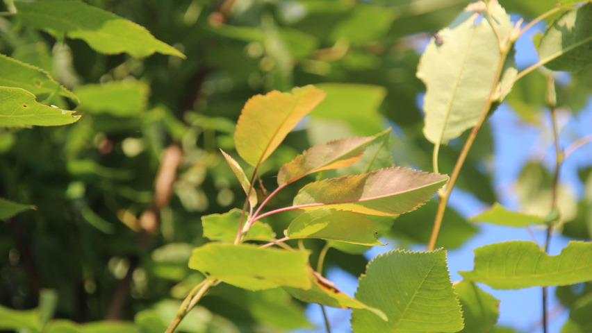 Amelanchier arborea 'Robin Hill' Feuilles