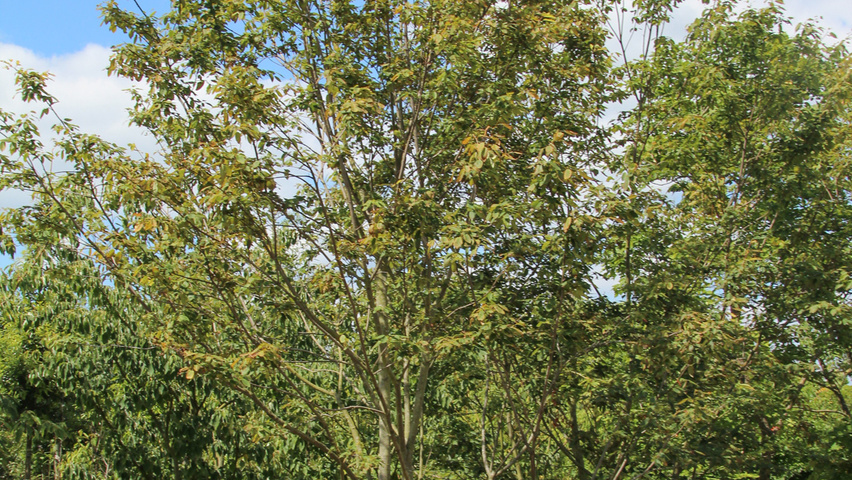 Amelanchier arborea 'Robin Hill' multi-troncs