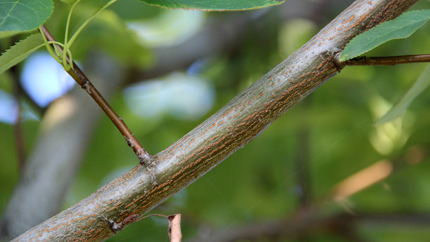 Amelanchier arborea 'Robin Hill' rameaux