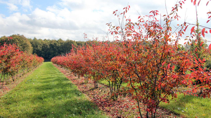 Amelanchier 'Autumn Brilliance' multi-stem