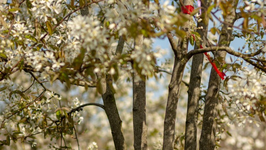 Amelanchier 'Ballerina' bark