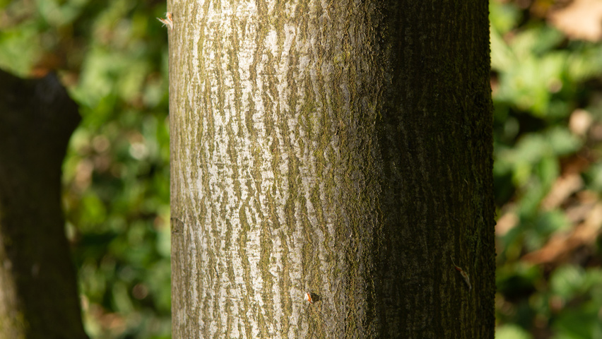 Amelanchier 'Ballerina' bark