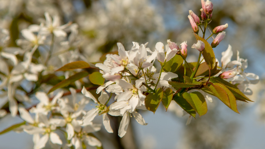 Amelanchier 'Ballerina' flowers