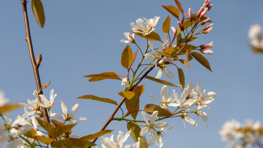 Amelanchier 'Ballerina' flowers