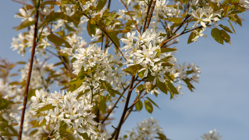 Amelanchier 'Ballerina' flowers