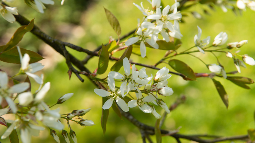Amelanchier 'Ballerina' flowers