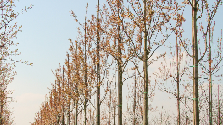 Amelanchier 'Ballerina' standard tree