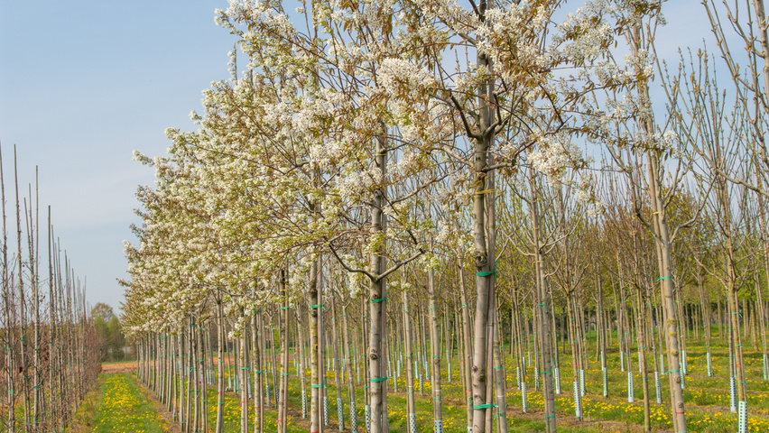 Amelanchier 'Ballerina' standard tree