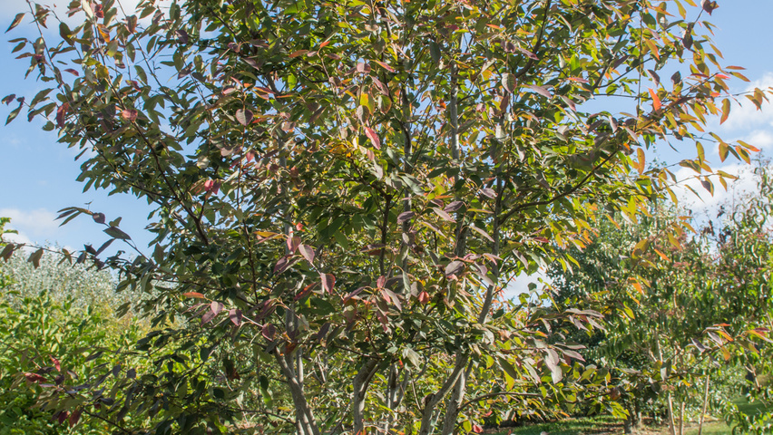 Amelanchier 'Ballerina' multi-stem