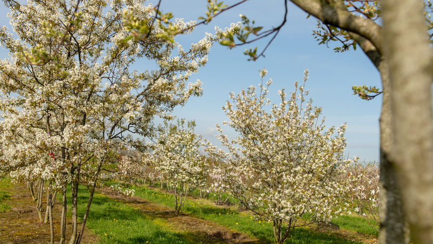 Amelanchier 'Ballerina' multi-stem