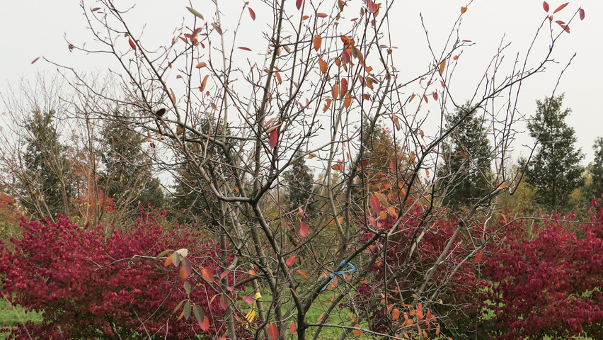 Amelanchier 'Ballerina' multi-stem