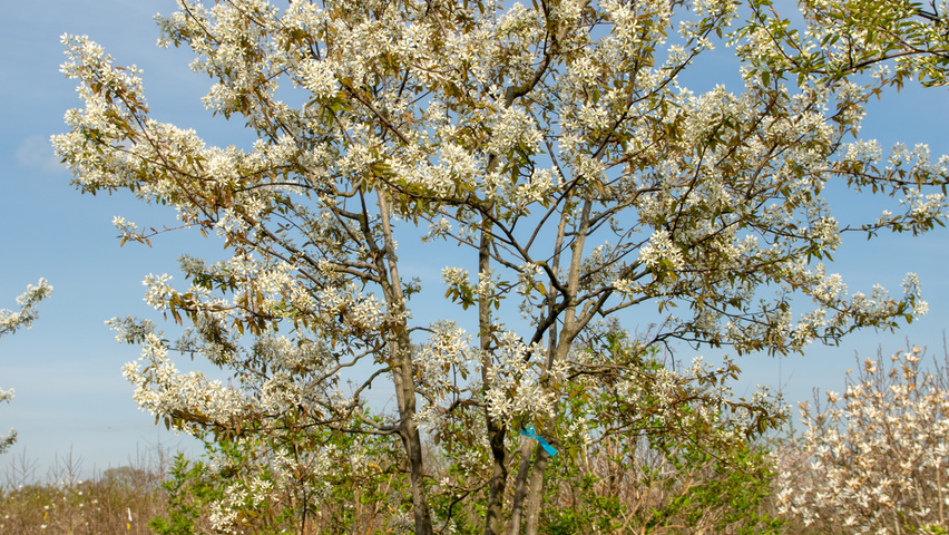 Amelanchier 'Ballerina' multi-stem