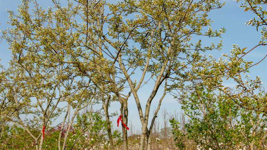 Amelanchier 'Ballerina' multi-stem
