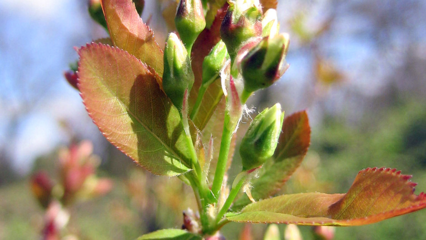 Amelanchier bartramiana 'Eskimo' Feuilles