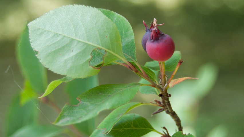 Amelanchier bartramiana fruits
