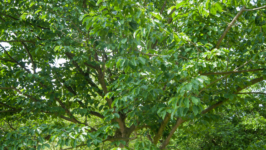 Amelanchier bartramiana standard tree