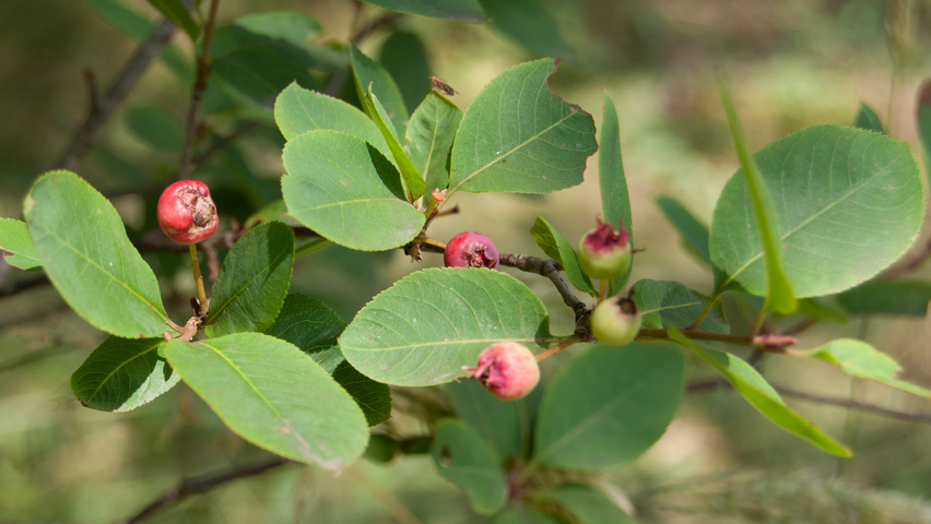 Amelanchier bartramiana leaves