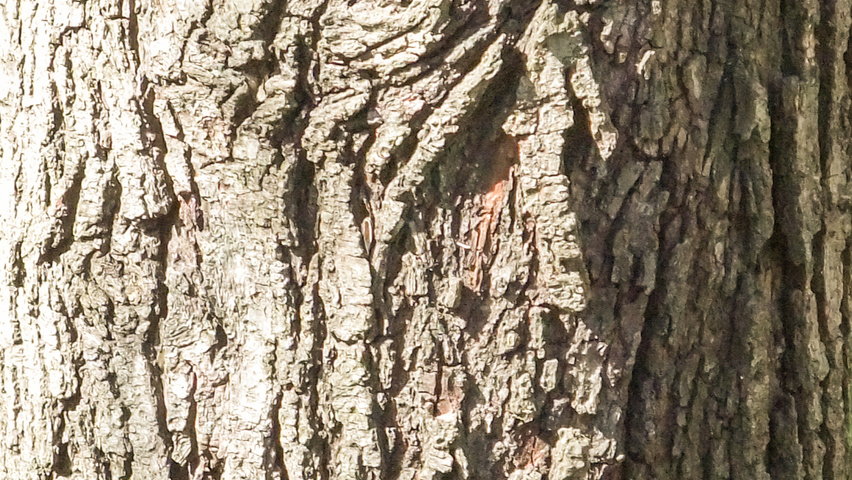 Amelanchier canadensis bast
