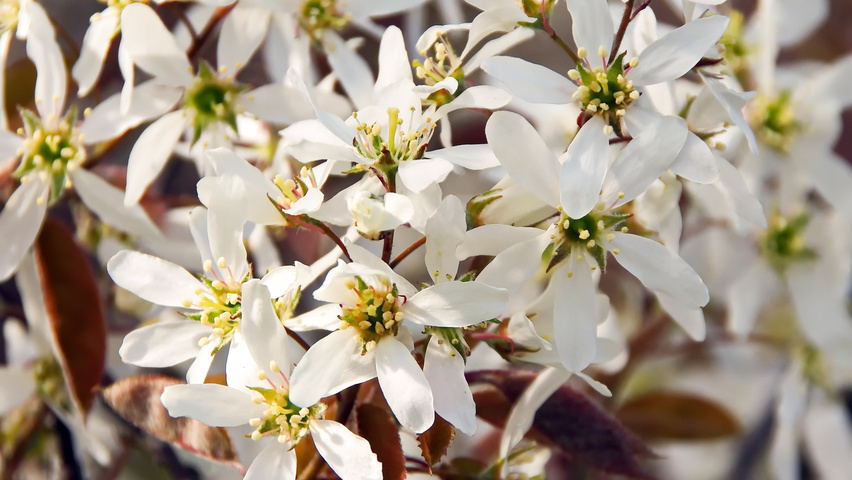 Amelanchier canadensis bloem