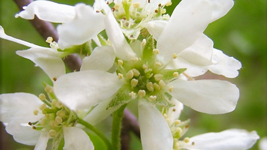 Amelanchier canadensis bloem