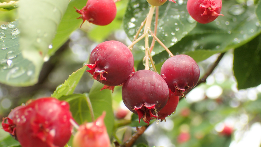 Amelanchier canadensis vrucht