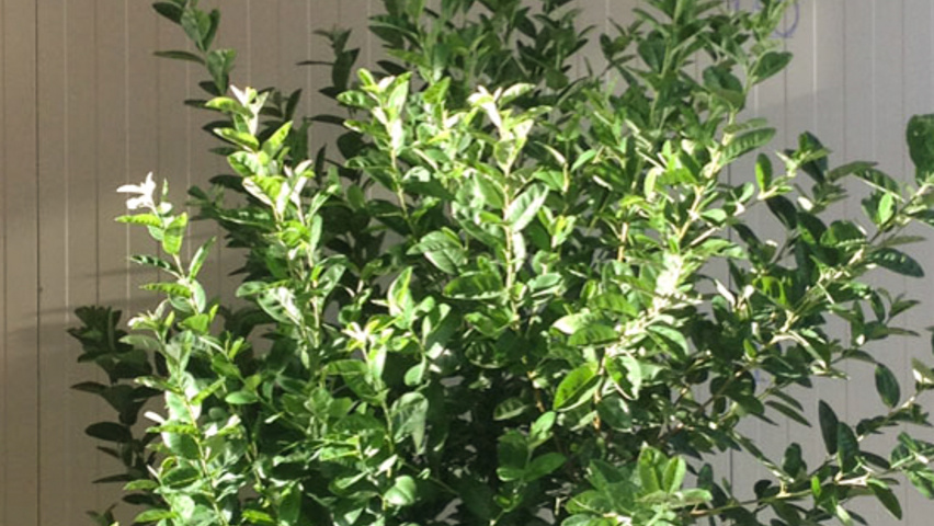 Amelanchier canadensis 'Glennform' Solitärgehölze