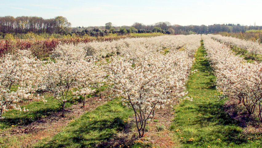 Amelanchier canadensis meerstammig parasol