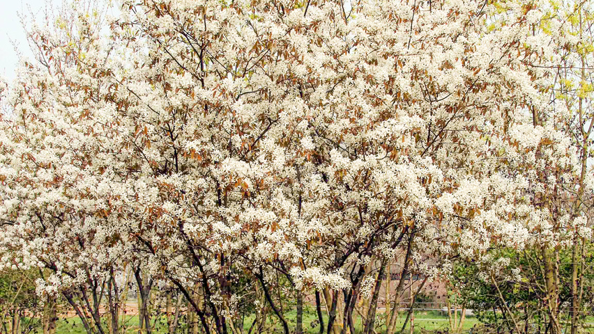 Amelanchier canadensis meerstammig parasol