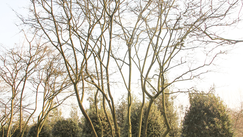 Amelanchier canadensis meerstammig parasol